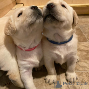 Zdjęcie №3. Szczeniak labradora retrievera. Niemcy