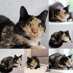 Zdjęcie №1.  - na sprzedaż w Mińsk | Bezpłatny | Zapowiedź № 165022