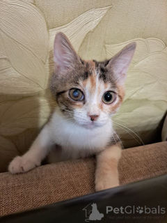 Zdjęcie №1.  - na sprzedaż w Rzeka Moskwa | Bezpłatny | Zapowiedź № 162927