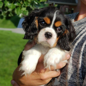 Zdjęcie №1. cavalier king charles spaniel - na sprzedaż w Katunayake | 3348zł | Zapowiedź №111733