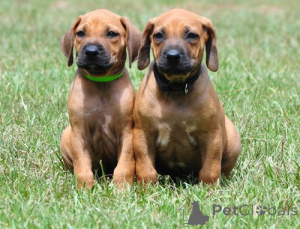 Zdjęcie №1. rhodesian ridgeback - na sprzedaż w Praga | negocjowane | Zapowiedź №167455