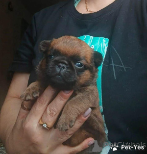 Zdjęcie №3. Czerwony chłopczyk Petit Brabançon. Federacja Rosyjska
