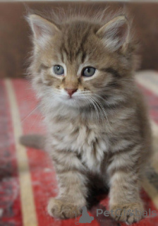 Zdjęcie №3. Kot cejloński. Niemcy