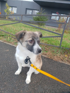 Zdjęcie №2 do zapowiedźy № 157818 na sprzedaż  pies nierasowy - wkupić się Federacja Rosyjska prywatne ogłoszenie