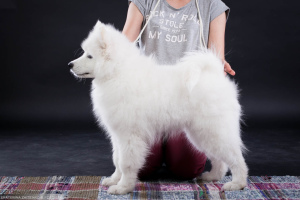 Zdjęcie №1. samojed (rasa psa) - na sprzedaż w Czelabińsk | 3328zł | Zapowiedź №2988
