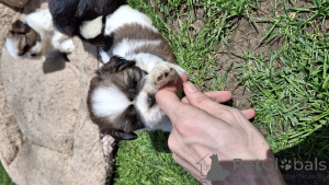 Zdjęcie №4. Sprzedam lhasa apso, pekińczyk, shih tzu w Ryga. prywatne ogłoszenie, od żłobka, hodowca - cena - 2870zł