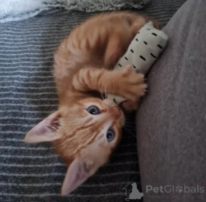 Zdjęcie №4. Sprzedam toyger w Enontekiö. prywatne ogłoszenie, hodowca - cena - 1674zł