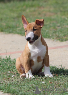 Dodatkowe zdjęcia: Szczenięta Mini Bull Terrier