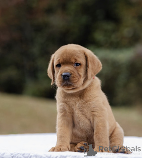 Zdjęcie №2 do zapowiedźy № 160258 na sprzedaż   - wkupić się Wielka Brytania 