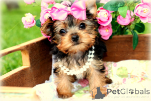Zdjęcie №1. yorkshire terrier - na sprzedaż w Miasto Londynu | Bezpłatny | Zapowiedź №144461