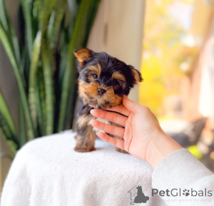 Zdjęcie №1. yorkshire terrier - na sprzedaż w Magdeburg | negocjowane | Zapowiedź №172895