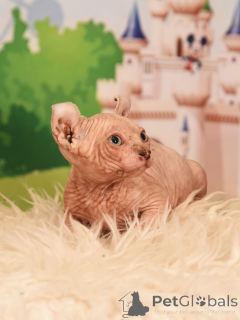 Zdjęcie №2 do zapowiedźy № 62365 na sprzedaż  elf - wkupić się Izrael od żłobka