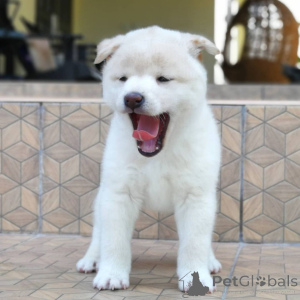 Zdjęcie №3. Japońskie szczenięta Shiba Inu.. Dania