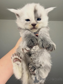 Zdjęcie №2 do zapowiedźy № 164230 na sprzedaż  maine coon - wkupić się Finlandia hodowca