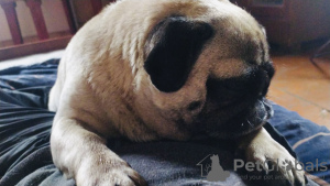 Zdjęcie №3. Dwa kobiece cycki (gotowe do odbioru). Niemcy