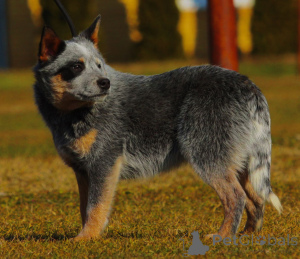 Zdjęcie №4. Sprzedam australian cattle dog w Bačka Topola. hodowca - cena - 9567zł