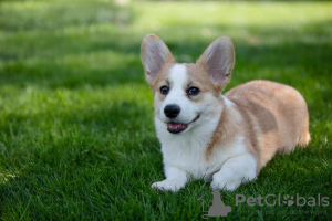 Zdjęcie №4. Sprzedam welsh corgi w Genewa. prywatne ogłoszenie, hodowca - cena - 6951zł