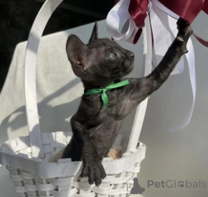 Zdjęcie №1. kot cornish rex - na sprzedaż w Baden-Baden | 1674zł | Zapowiedź № 177737