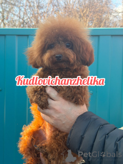 Zdjęcie №4. Sprzedam pudel (krasnolud) w Krasnodar.  - cena - 12376zł