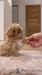 Zdjęcie №2 do zapowiedźy № 124088 na sprzedaż  maltipu - wkupić się Bułgaria prywatne ogłoszenie