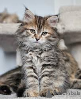 Zdjęcie №4. Sprzedam kot syberyjski w Wiedeń. prywatne ogłoszenie, hodowca - cena - 2392zł