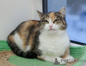 Zdjęcie №2 do zapowiedźy № 147636 na sprzedaż   - wkupić się Federacja Rosyjska prywatne ogłoszenie