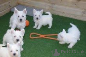 Zdjęcie №1. west highland white terrier - na sprzedaż w Никосия | negocjowane | Zapowiedź №79581