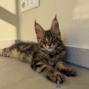 Zdjęcie №4. Sprzedam maine coon w Sztokholm. hodowca - cena - negocjowane