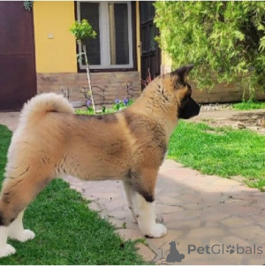 Zdjęcie №4. Sprzedam akita amerykańska w Belgrad.  - cena - Bezpłatny