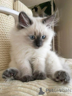 Zdjęcie №2 do zapowiedźy № 157696 na sprzedaż  kot burmski - wkupić się Niemcy ze schronu, hodowca