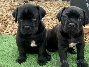 Zdjęcie №1. cane corso - na sprzedaż w GOTHENBURG | negocjowane | Zapowiedź №175071