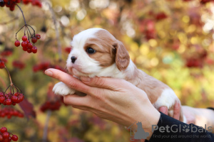 Zdjęcie №2 do zapowiedźy № 29814 na sprzedaż  cavalier king charles spaniel - wkupić się Szwajcaria prywatne ogłoszenie, od żłobka