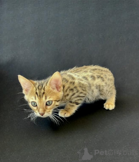 Zdjęcie №1.  - na sprzedaż w Traben-Trarbach | 1674zł | Zapowiedź № 148543