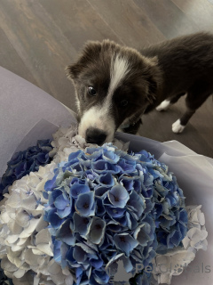 Zdjęcie №1. border collie - na sprzedaż w Praga | negocjowane | Zapowiedź №178146
