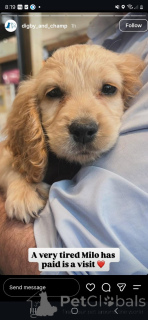 Zdjęcie №4. Sprzedam cocker spaniel angielski w Aalst. prywatne ogłoszenie - cena - 2153zł
