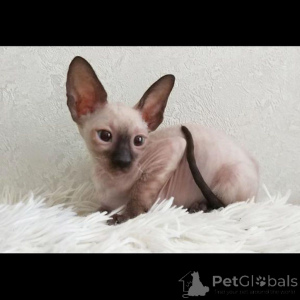 Zdjęcie №1. kot cornish rex - na sprzedaż w Eging na jeziorze | 1674zł | Zapowiedź № 169547