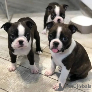 Zdjęcie №3. Boston Terrier Welpe verfügbar zu verkaufen. Szwajcaria