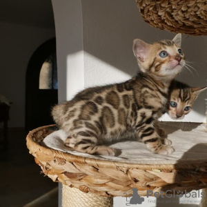 Zdjęcie №2 do zapowiedźy № 107951 na sprzedaż  kot bengalski - wkupić się Niemcy hodowca