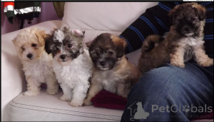 Zdjęcie №1. bolonka - na sprzedaż w Berlin | negocjowane | Zapowiedź №167684