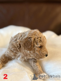 Zdjęcie №2 do zapowiedźy № 132841 na sprzedaż  maltipu - wkupić się Niemcy 