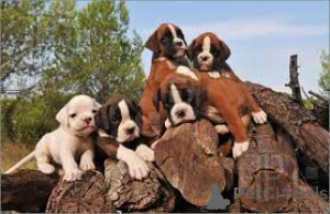 Zdjęcie №4. Sprzedam bokser w Wil.  - cena - negocjowane