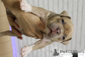 Zdjęcie №2 do zapowiedźy № 132370 na sprzedaż  american bully - wkupić się Mołdawia od żłobka, hodowca