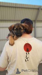Zdjęcie №1. pies nierasowy - na sprzedaż w Rzeka Moskwa | Bezpłatny | Zapowiedź №146077