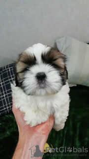 Zdjęcie №1. lhasa apso, shih tzu - na sprzedaż w Tallinn | 2511zł | Zapowiedź №83074