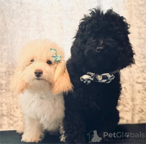 Zdjęcie №1. pudel (krasnolud) - na sprzedaż w Hattingen | 1674zł | Zapowiedź №154604