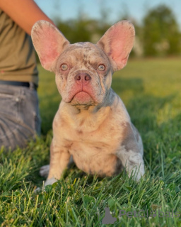 Zdjęcie №3. French Bulldog Puppy dostępny do adopcji. Niemcy