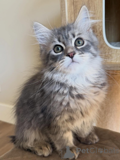 Zdjęcie №1. kot syberyjski - na sprzedaż w Berlin | negocjowane | Zapowiedź № 166545