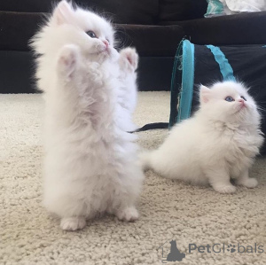 Zdjęcie №1. perskie - na sprzedaż w Zły Vilbel | negocjowane | Zapowiedź № 162253