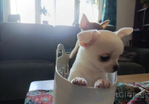 Zdjęcie №2 do zapowiedźy № 167680 na sprzedaż  chihuahua (rasa psów) - wkupić się Niemcy 