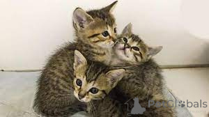 Zdjęcie №2 do zapowiedźy № 161086 na sprzedaż  kot egipski mau - wkupić się Finlandia prywatne ogłoszenie, hodowca